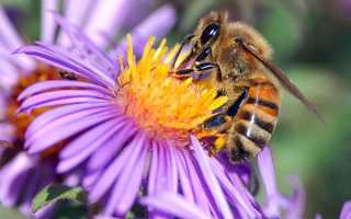 Як залучити бджіл на ділянку, 10 рад, відео