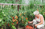 Коли висаджувати помідори у відкритий грунт навесні 2018 року по місячним календарем
