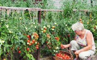 Коли висаджувати помідори у відкритий грунт навесні 2018 року по місячним календарем
