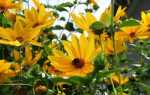 Геліопсіси — сонечко в квітнику. Соняшник. Посадка, догляд, вирощування, розмноження. фото