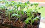 Коли садити помідори: вплив на терміни посіву місця вирощування і сорту, відео