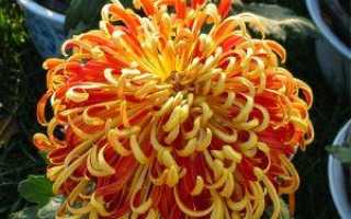 Хризантема кущова — сорти, вирощування, догляд, відео