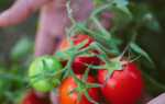Низькорослі сорти помідорів для відкритого грунту з фото, описом — врожайні, нові, для Підмосков’я, в Україні, на Уралі, в Сибіру