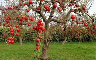 Хвороби плодових дерев і їх лікування [як і чим обробляти, фото]