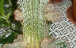 Яким шляхом розмножуються кактуси: два способи отримати нову рослину, відео