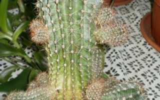 Яким шляхом розмножуються кактуси: два способи отримати нову рослину, відео