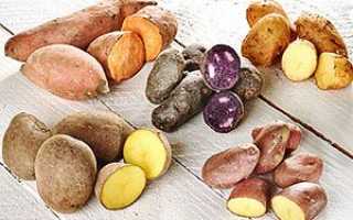 Види картоплі — кормової, столовий, червоний, фіолетовий + відео
