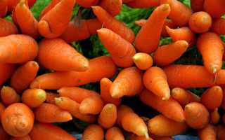 Морква в медицині — використання насіння, бадилля, соку в народній медицині, відео