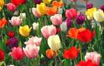 Сорти тюльпанів — фото з назвами махрових, піоновідние, голландських тюльпанів, відео