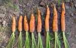 Зберігання моркви на зиму: в погребі і в домашніх умовах