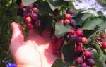 Корисна ягода в вашому саду — ірга, посадка і догляд, відео
