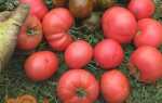Кращі солодкі сорти рожевих помідорів з фото. Для відкритого грунту і теплиці. Відгуки, хто садив