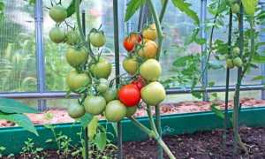 Підживлення помідорів в теплиці [інструкція] Вибираємо добрива