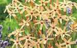 Іксія метельчатая: опис виду та особливості його вирощування, відео