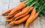 Посадка моркви навесні у відкритий грунт: як правильно посіяти і доглядати