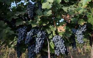 Як застосовувати новалон для добрива винограду, відео