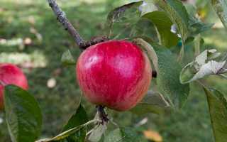 Сорт яблуні Услід — опис сорту, посадка і догляд, обрізка, відео