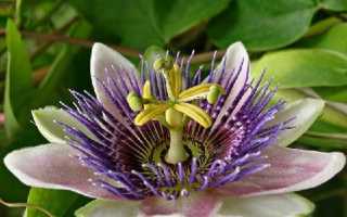 Пассифлора квітка. Опис, особливості, види і догляд за пасифлори