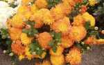 Вирощування жовтих хризантем, особливості догляду та зимового зберігання, відео