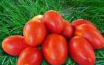 Сорти помідорів з фото і описом: нові, кращі, популярні