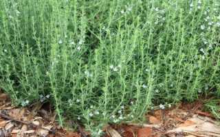 Чабер — вирощування і догляд на грядках за пряними травами, відео