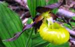 Зозулині черевички орхідея — опис, цікаві факти, де росте, догляд в домашніх умовах, відео