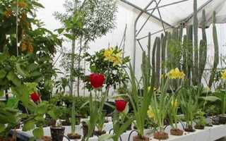 Гідропоніка — обладнання для вирощування овочів, квітів, розчин, світильники, піддони, відео