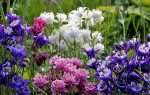 Аквілегія — фото квітів гібридної, махрової, звичайної аквилегии, відео