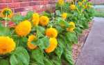 Геліантус квітка — декоративний соняшник, сорти і види, посадка і догляд, відео