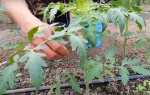 Томати та огірки в теплиці — способи підв’язки рослин, відео