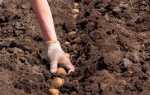 Коли садити картоплю у відкритий грунт за місячним календарем 2020