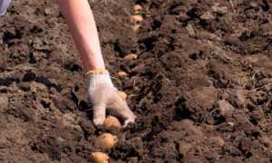 Коли садити картоплю у відкритий грунт за місячним календарем 2020