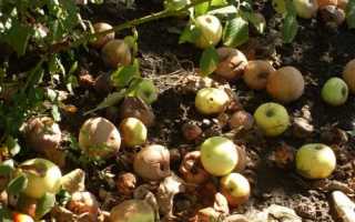 Гнилі яблука як добриво для малини і полуниці, відео