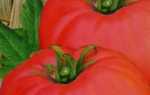 Сорт томата Чудо землі: характеристика і опис сорту, фото, як вирощувати