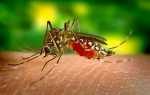 Як відлякувати комарів та лікувати укуси комах, відео