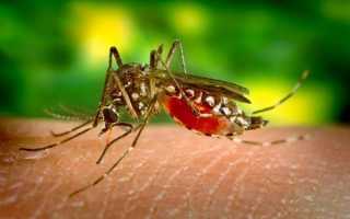 Як відлякувати комарів та лікувати укуси комах, відео