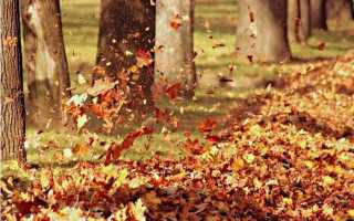 Опале листя — використання для мульчування грядок, саду, клумб, відео