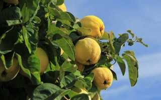 Айва — красиве дерево, смачні і корисні плоди. Посадка, догляд, використання в дизайні саду. фото