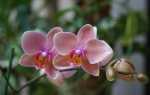 Фаленопсис квітка. Опис, особливості, види і догляд за фаленопсис