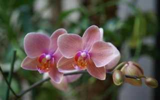 Фаленопсис квітка. Опис, особливості, види і догляд за фаленопсис