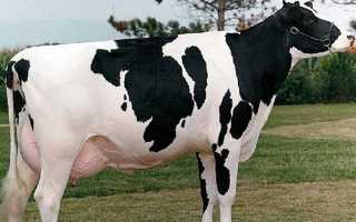 Корови Голштино-фризької породи — переваги над іншими породами, відео
