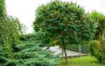 Дерево сумах — правила догляду, вирощування в саду, відео