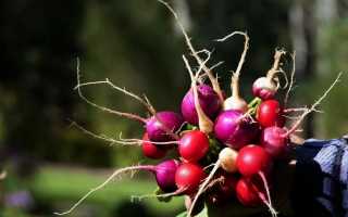 Редис — особливості вирощування, популярні сорти. фото
