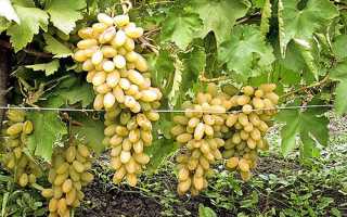 Вирощування і догляд за виноградом: шпалери, обрізка, позакореневе підживлення + відео