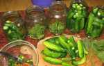 Мариновані огірки — кращі рецепти хрустких огірочків з фото і відео