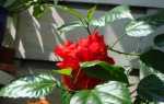 Китайська троянда — гібіскус — догляд в домашніх умовах