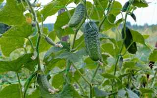 10 важливих правил вирощування огірків у відкритому грунті. Терміни посіву, догляд. фото