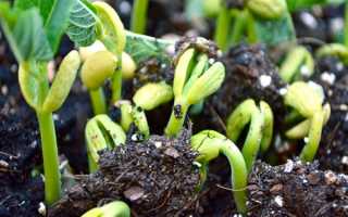 Коли садити квасолю у відкритий грунт насінням в Підмосков’ї, Сибіру, ​​України, відео