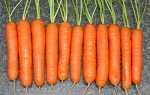 Як посадити морква щоб швидко зійшла, скільки днів + відео