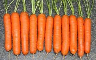 Як посадити морква щоб швидко зійшла, скільки днів + відео